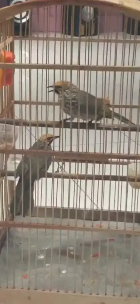 Cucak rowo/ cucak rawa sepasang hutan siap produksi