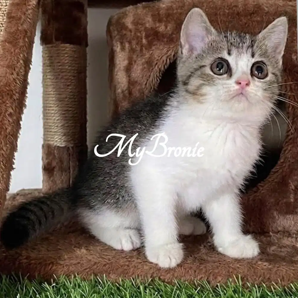 Kucing scottish straight anakan bsh