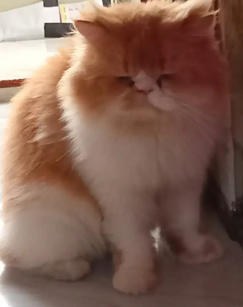 Kucing persia jantan