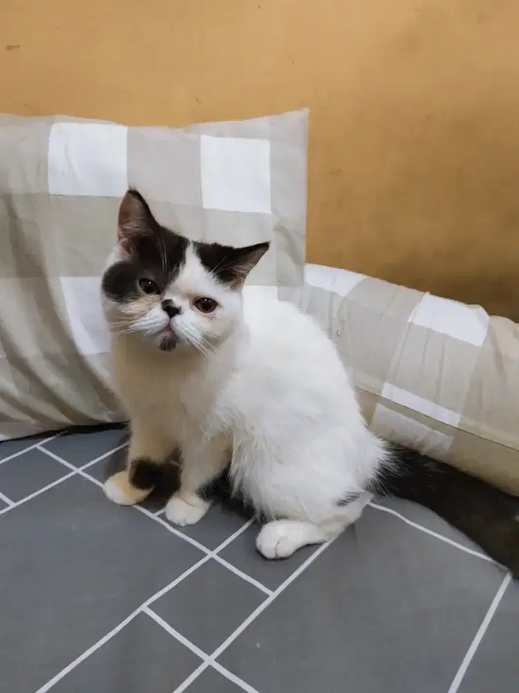 Kucing persia shorthair