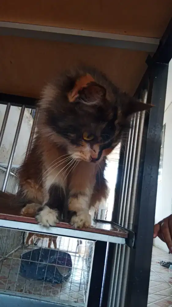 Persia betina calico