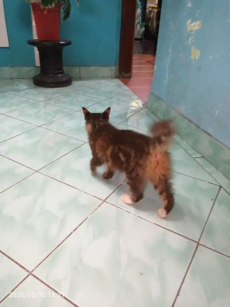Anak kucing gak tau kucing apa