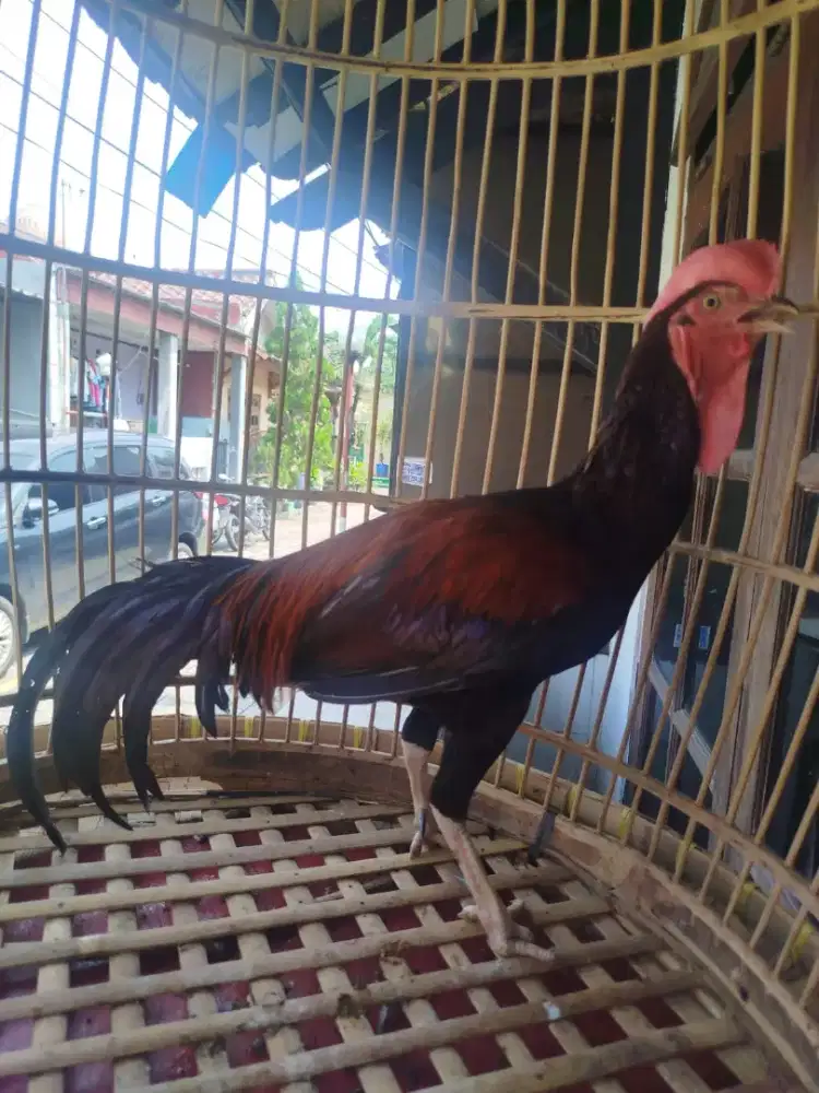 Ayam Bekisar Merah