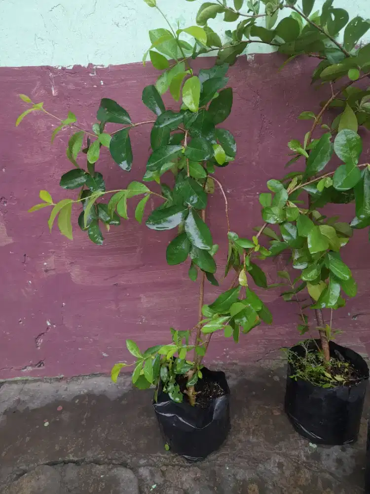 Pohon Barbados Cherry Accerola