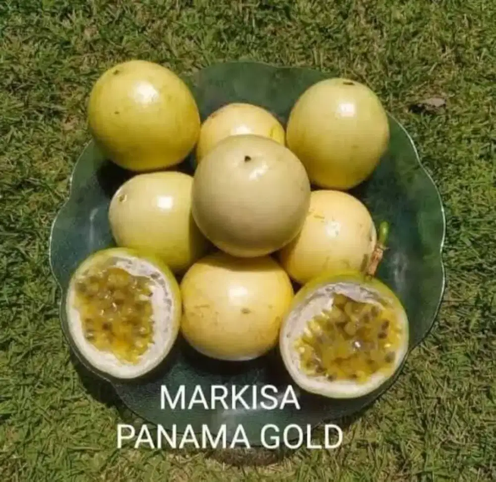 Bibit Markisa panama hold