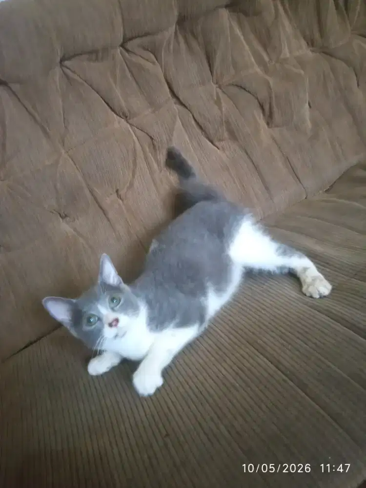 Kitten British shorthair bicolor