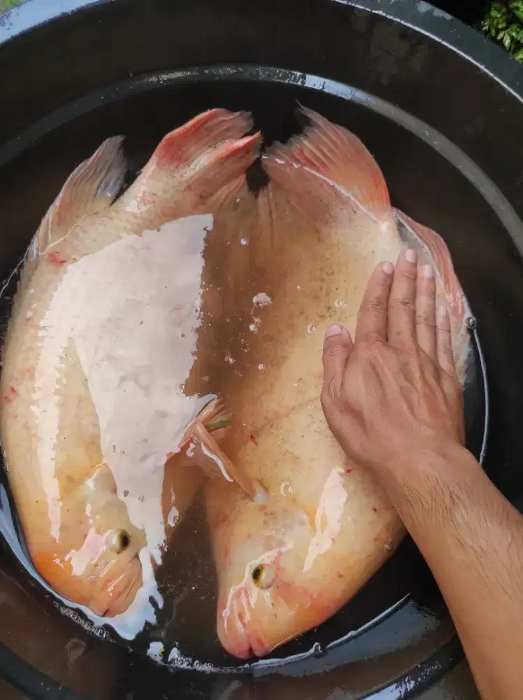 Ikan gurame indukan