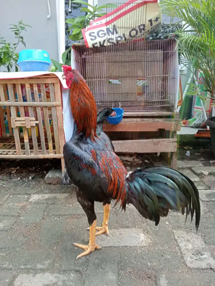Ayam muda dan pacekan Bk klasik