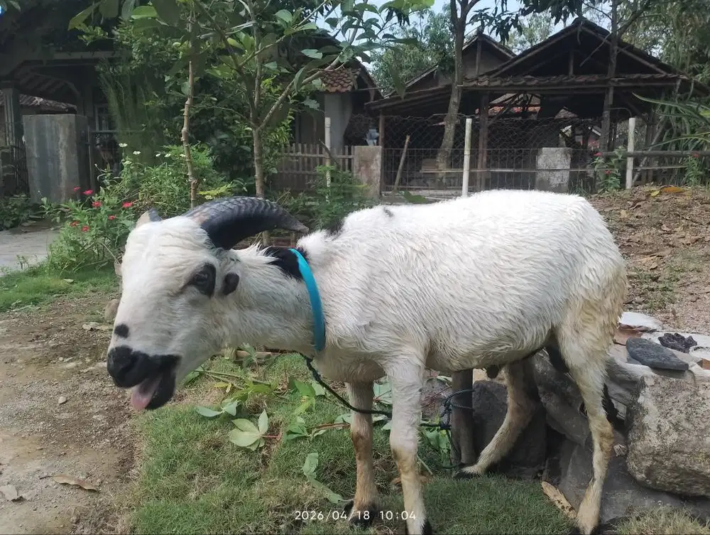 Domba jalu, lokasi Wanasari surian