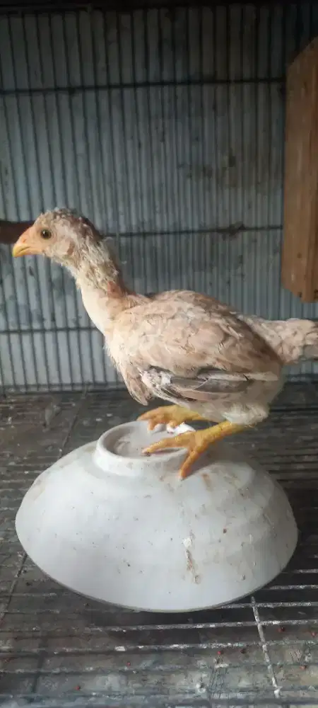 Ayam koshamo betina