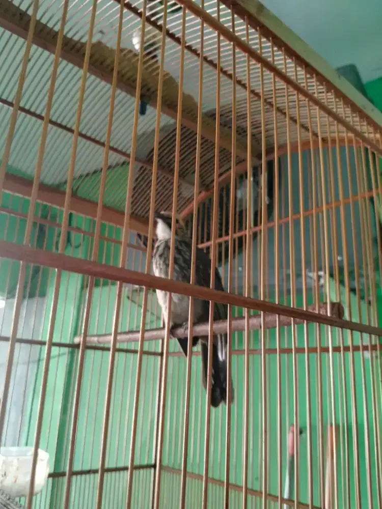 Burung cucakrowo