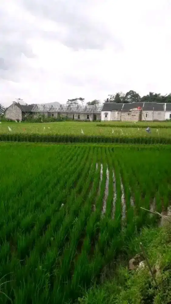 TANAH kosong pesawahan
