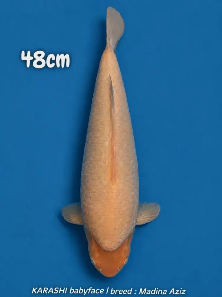 Karashi babyface 48cm berpunuk kepala body besar breed Madina Aziz HQ