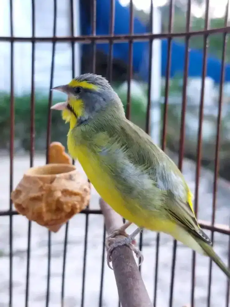 Mozambik jantan gacor ngeroll