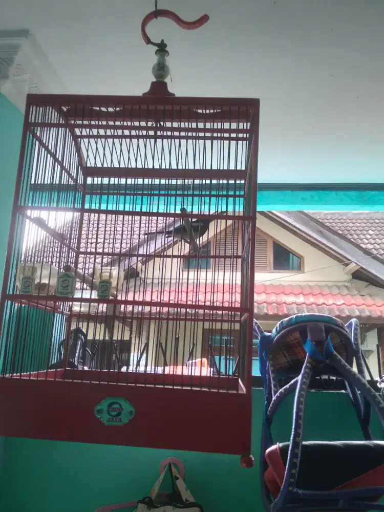 Dijual Burung kacer fulset