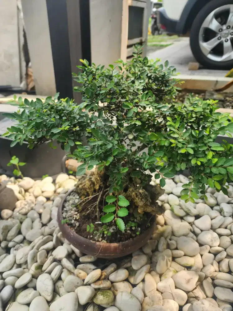 Jual bonsai kecil murah