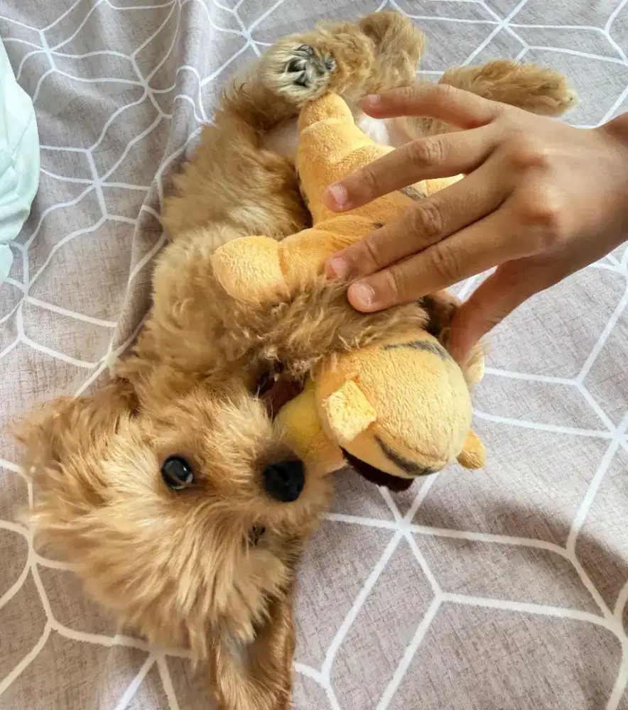 Maltipoo anak anjing lucu super tiny baby boy 2 bln pintar potty train