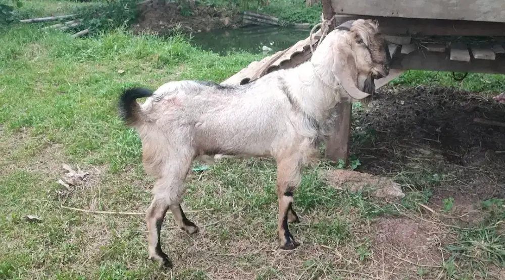 Kambing Jawa warna full hitam
