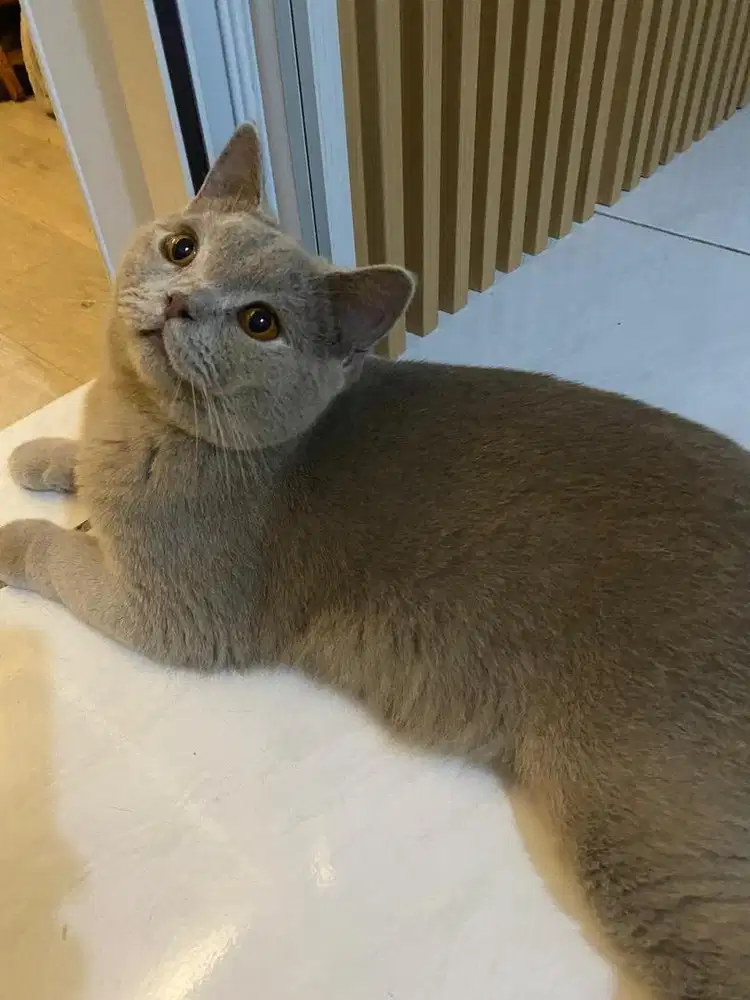 DIJUAL KUCING BSH JANTAN