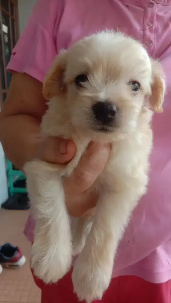 Maltipoo Jantan