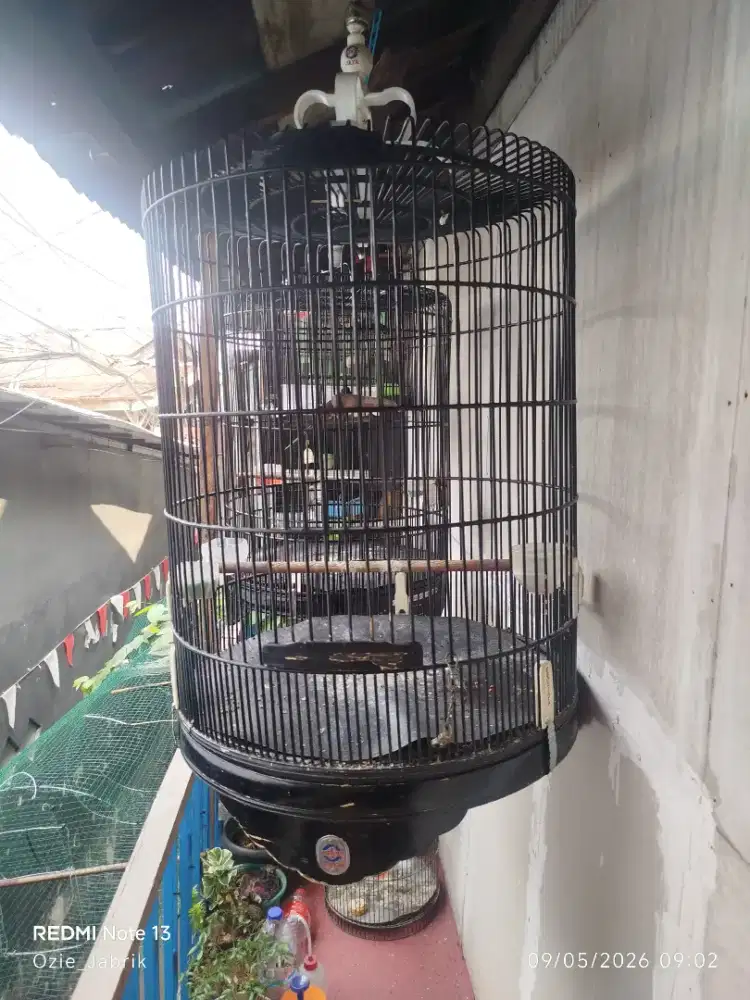 Kandang murai ebod no 2 siap pakai 250 aja