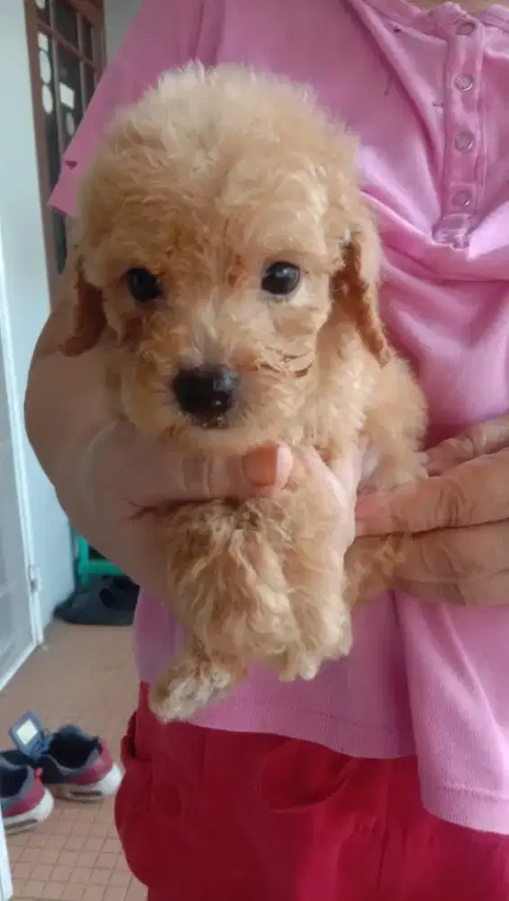 Tiny Poodle jantan
