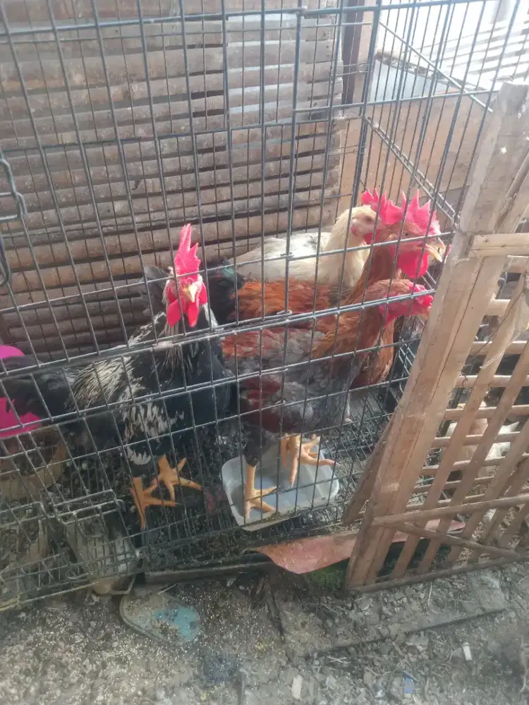 Ayam jago 4ekor