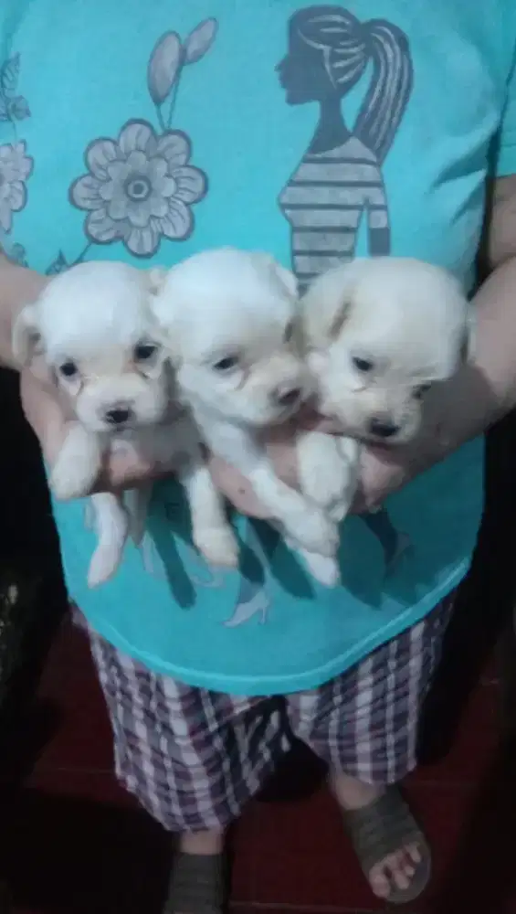 Maltese 2 betina 1 jantan ( borongan & satuan )