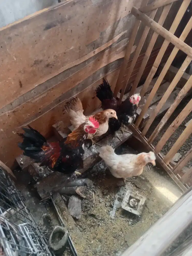 Ayam kate 2 pasang