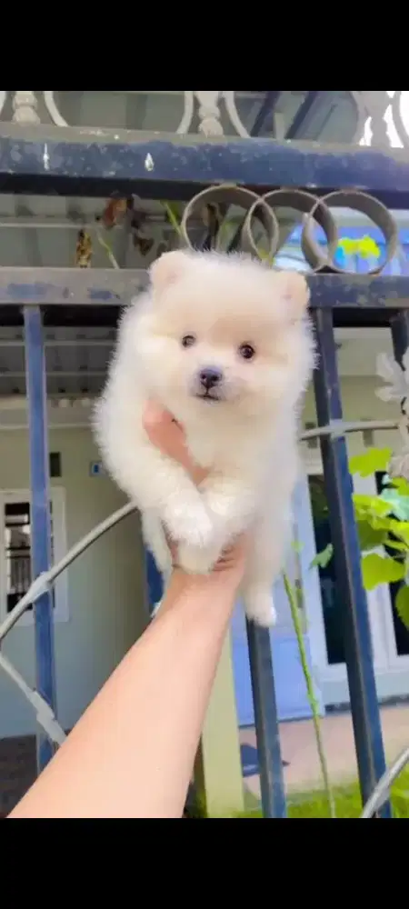 Anjing ras minipom n poodl