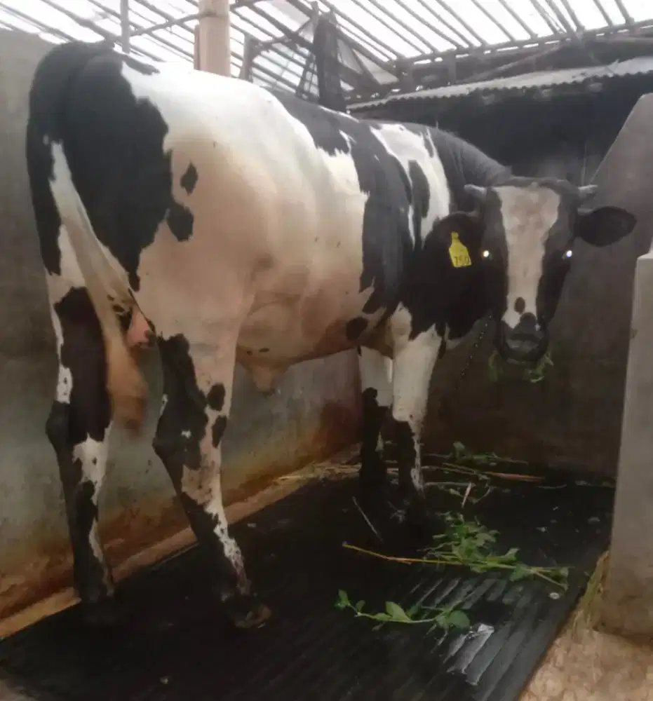 Sapi kurban umur 21 bulan tinggi badan sekitar 140 an