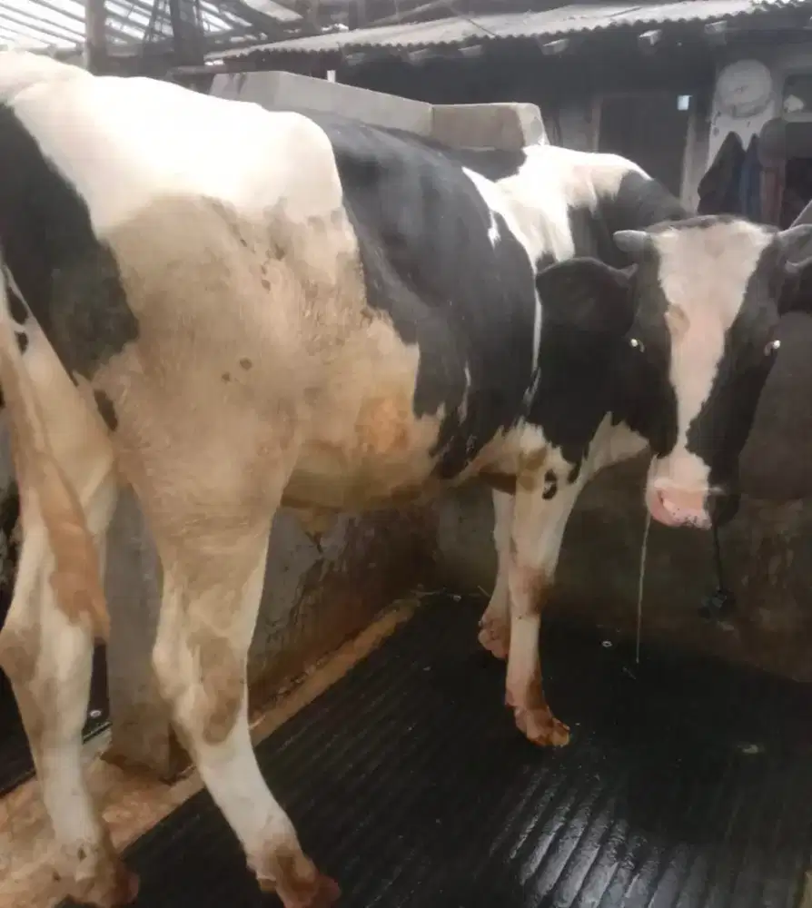 Sapi kurban tinggi badan sekitar 136