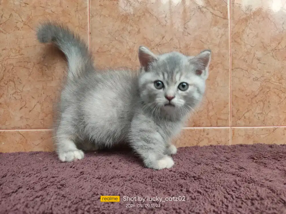 Kitten Munchkin gaelic straight betina