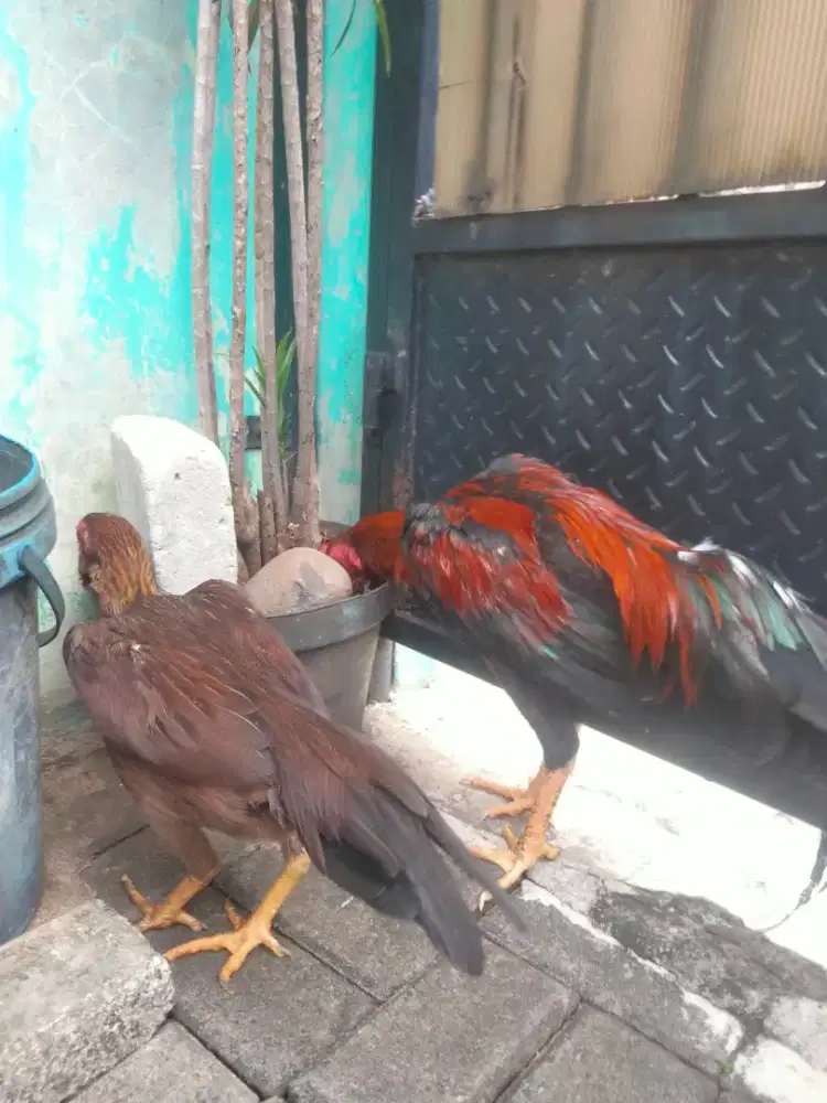 Ayam bangkok sepasang