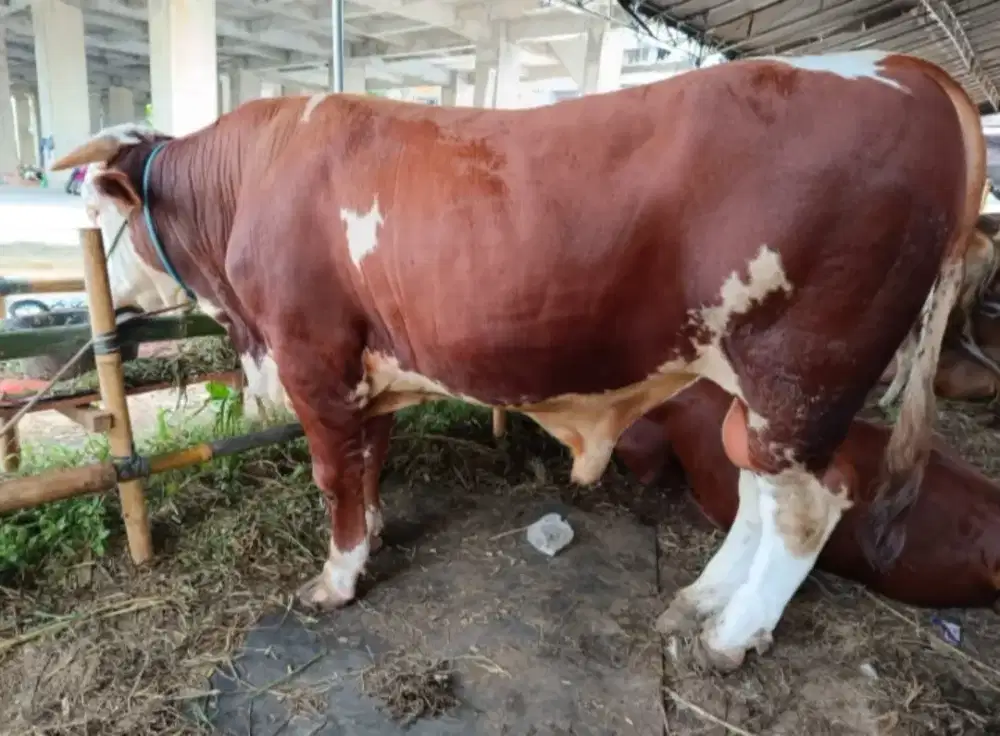 Menyediakan hewan Qurban