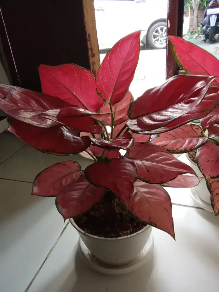 Aglonema super red rimbun
