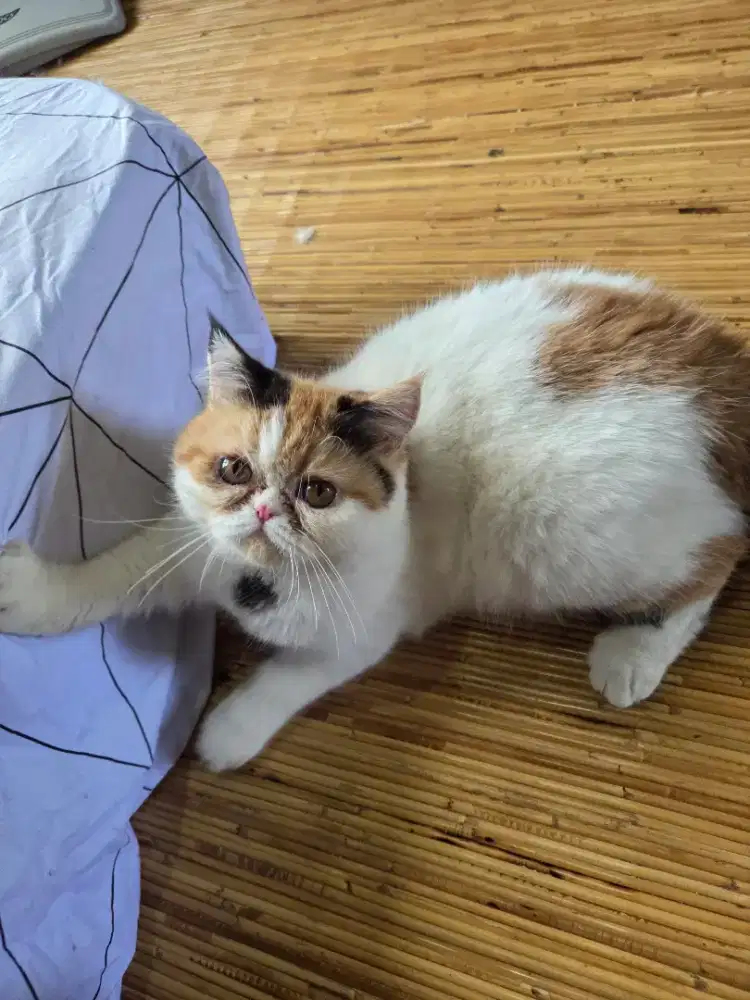 Kitten Peaknose Shorthair Persia Kucing Calico