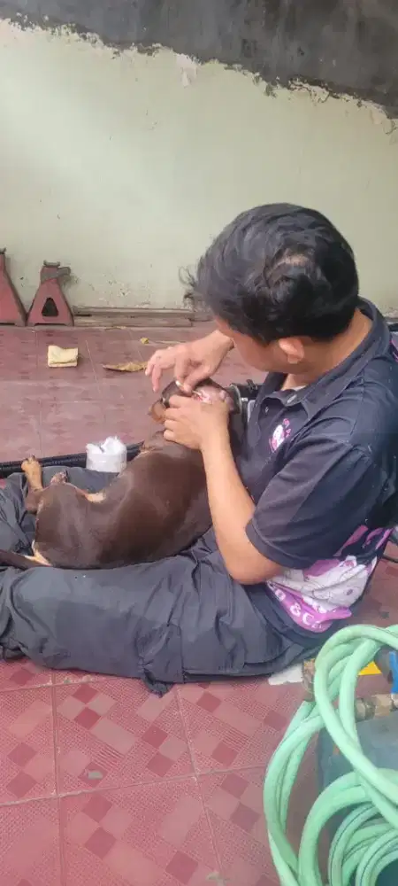 Grooming Tiny pet panggilan kerumah