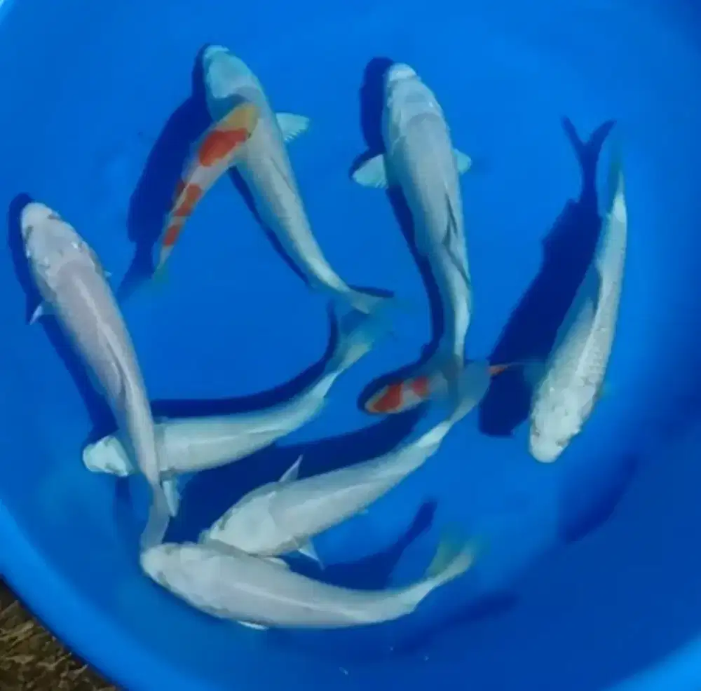 Ikan koi size 20cm
