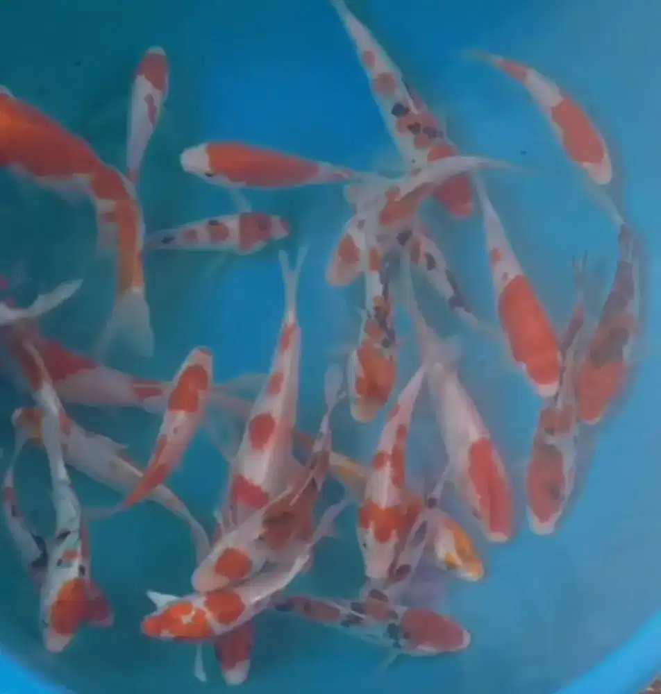 Ikan koi size 13-15cm