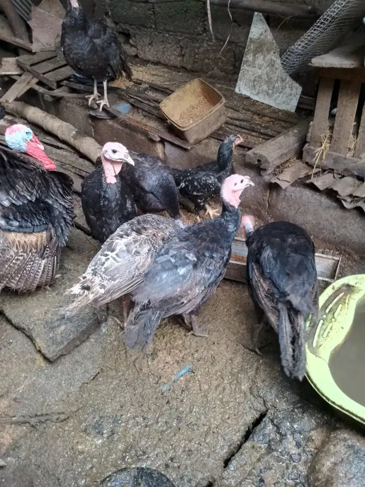 Bu jual kalkom jantan betina