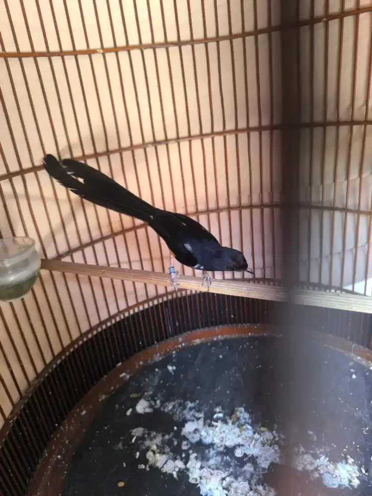 Murai ekor 24cm