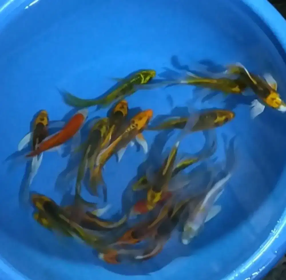 Ikan koi size 15cm