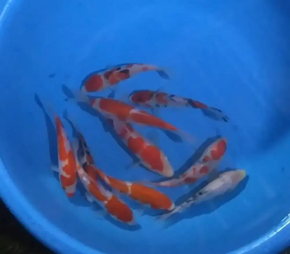 Ikan koi size 15_20cm