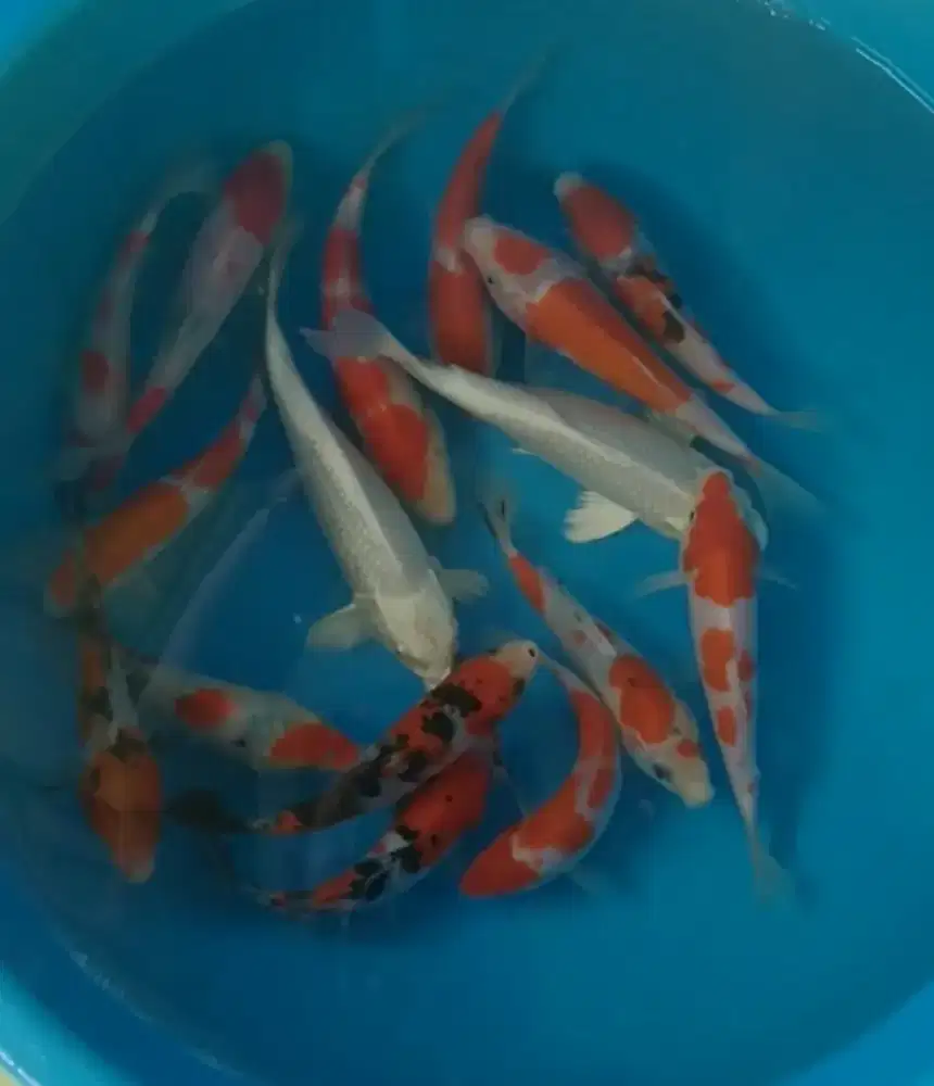 Ikan koi size 15-20cm