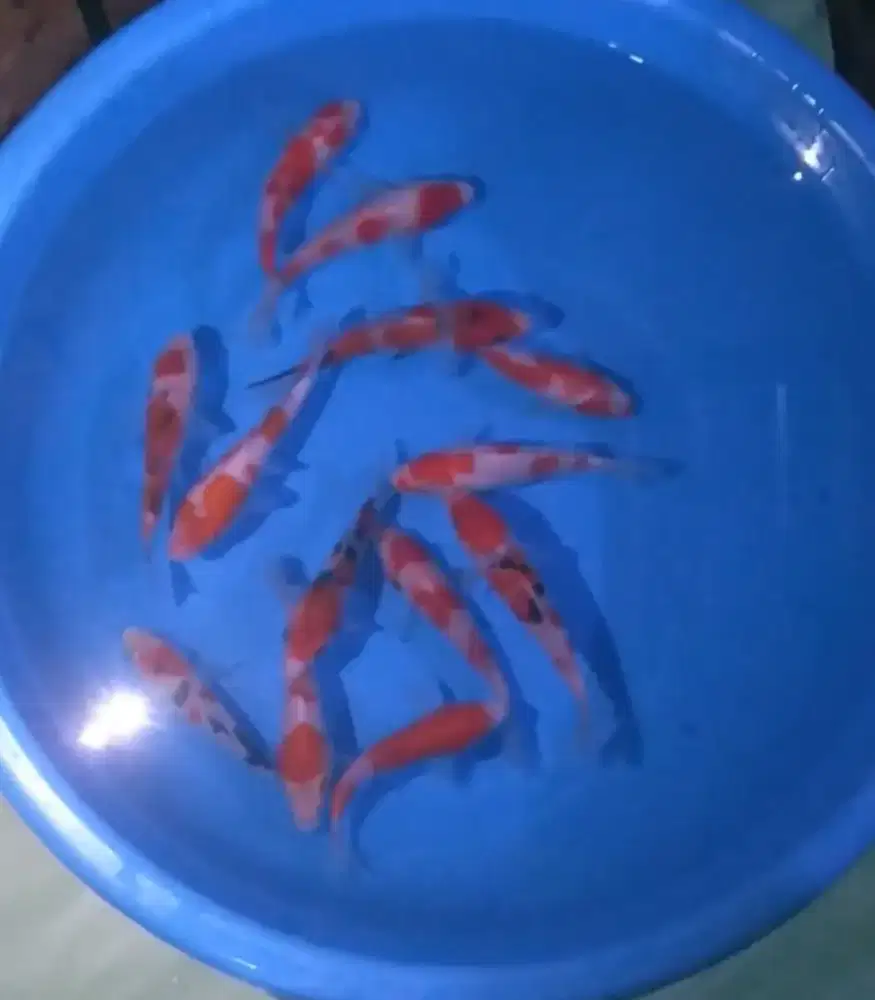 Ikan koi size 13-15cm