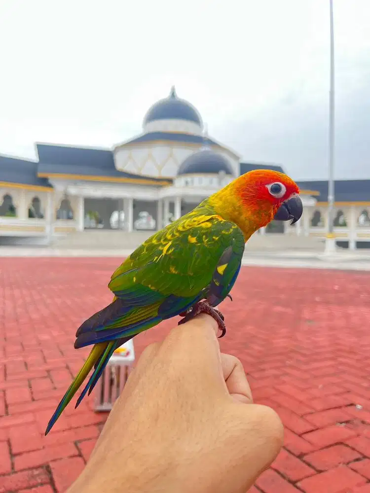 Sun Conure (semi HY)
