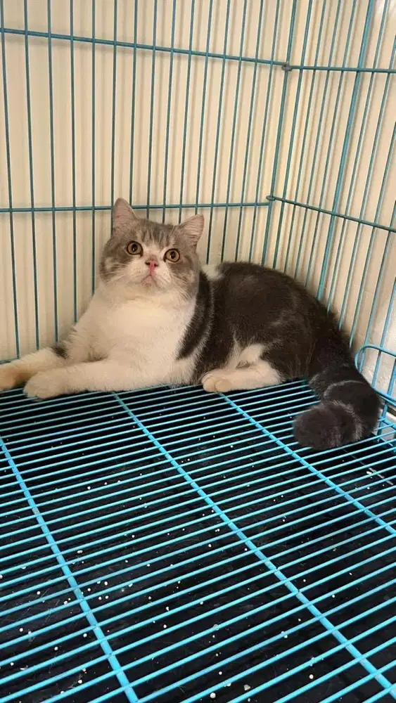 Jantan british short hair BSH