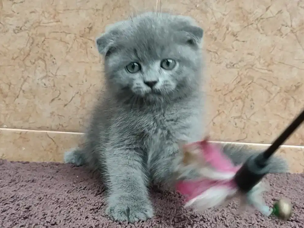 Kitten Scottish fold jantan