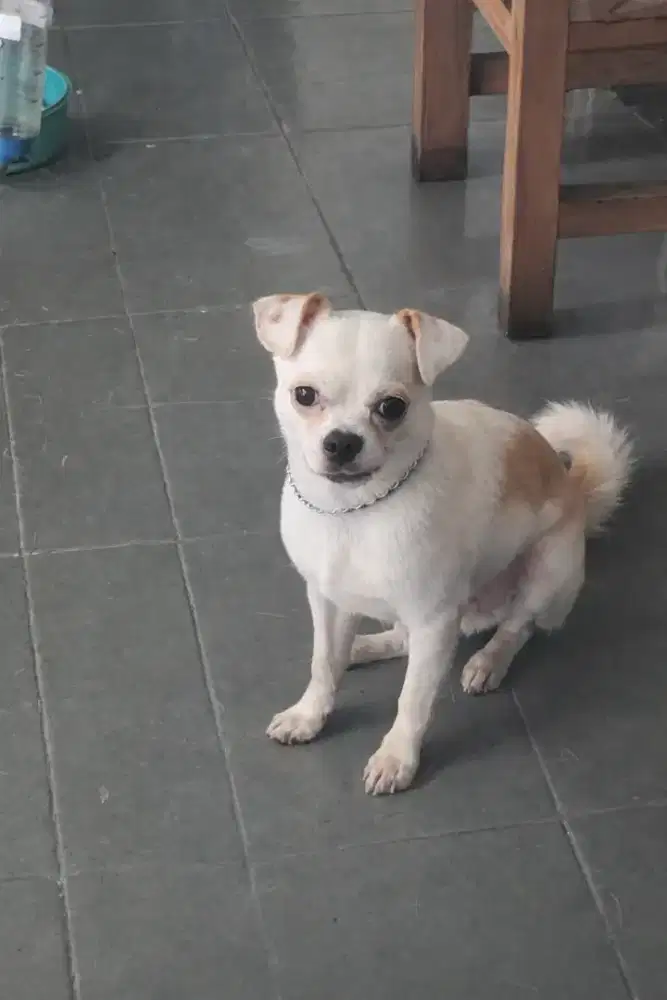 Anjing Cihuahua Mix Shitzu